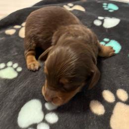Oscar - Chocolate and tan male Dachshund puppy in Dobson, North Carolina from Oakleys Dachshund Haven
