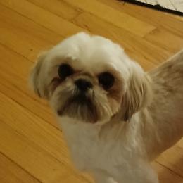 Shih Tzus from The Garrity Family Luxury Pet Boutique