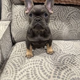 Blue - Blue male French Bulldog puppy in Wagoner, Oklahoma from Frenchie Frys