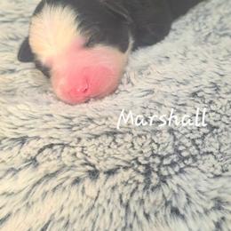Marshall - Black tri male Toy Australian Shepherd puppy in Bethany, Oklahoma from Donna's Toy & Mini Aussies