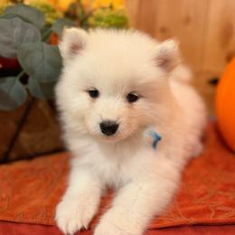 Teal - White female Samoyed puppy in Paulden, Arizona from Carefree Samoyeds & Deserthills Labradors