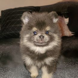 Boy 3 - Blue and tan Pomeranian puppy in Fort Lauderdale, Florida from El'Cienna Poms