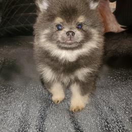 Boy 3 - Blue and tan Pomeranian puppy in Fort Lauderdale, Florida from El'Cienna Poms
