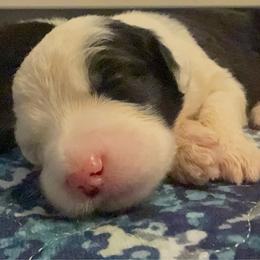 White - Gray and white female Old English Sheepdog puppy in Iowa from Midwest Puppy Paws