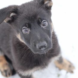 Blue Male - German Shepherd puppy from Nine Realms German Shepherds