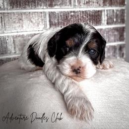 Eu te amo - Tri-color female Cavapoo puppy in Knoxville, Tennessee from Adventure Doodles Club
