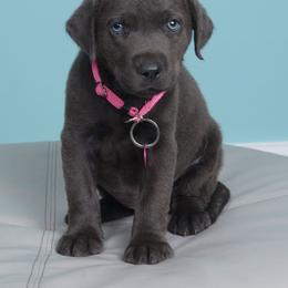 Rosie - Charcoal female Dilute Retriever puppy in Missouri City, Texas from Labrador Retriever Puppies