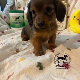 Daisy - Cream female Dachshund puppy in East Dover, Vermont from Audet’s Mini Dachshunds