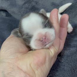 Great Pyrenees and Shih Tzu Puppies from Ashville Shih Tzu Chalet