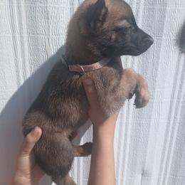 Peach collar - Fawn sable female Belgian Malinois puppy in Marshall, Michigan from McMillan Malinois