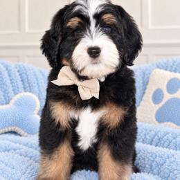 Ziggy - Tri-color male Bernedoodle puppy in Yuciapa, California from AlltheDoodlez_