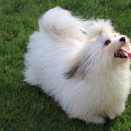 Havanese from Grandview Havanese