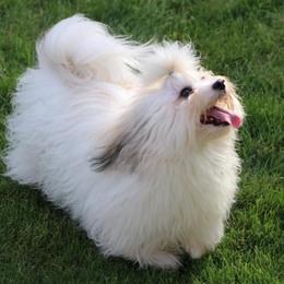 Havanese from Grandview Havanese