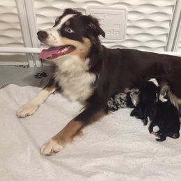 Miniature Australian Shepherd Puppies from Southern Maine Aussies