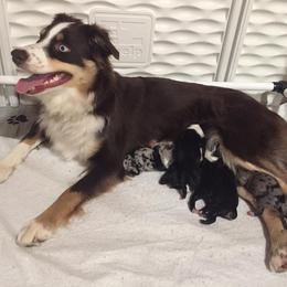 Miniature Australian Shepherd Puppies from Southern Maine Aussies
