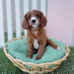 Cookie - Red female Cavapoo puppy in Apache Junction, Arizona from Coffey House Doodles