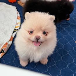 Gracie - Cream female Pomeranian puppy in Newport Beach, California from Exotic City Pomeranians and chihuahuas