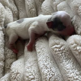 Nick - Blue and white male Chihuahua puppy in Red Bluff, California from Aye Chihuahua