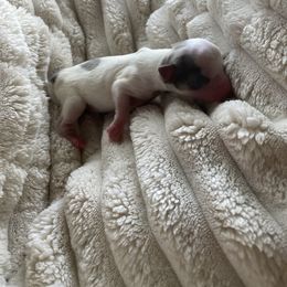 Nick - Blue and white male Chihuahua puppy in Red Bluff, California from Aye Chihuahua