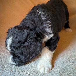 Bonnie - Black and white female Bernedoodle puppy in Grant City, Missouri from Timberline Paws