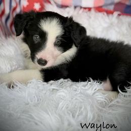 Waylon - Black and white male Border Collie puppy in Cleveland, North Carolina from Morning Glory Farm-border collies/Beyond Brilliant Dog Co.