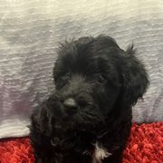 Puppy 5 - Black female Whoodle puppy in Corinth, Maine from Whoodles of Maine