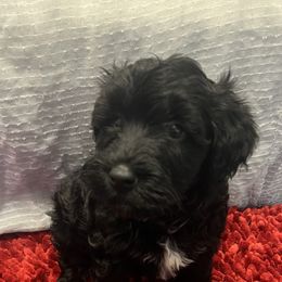 Puppy 5 - Black female Whoodle puppy in Corinth, Maine from Whoodles of Maine