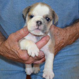 Fern - Fawn and white female Bulldog puppy in Clarinda, Iowa from Stimson Bulldogs