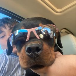 Rottweiler Puppies from Von Haus of Pearl