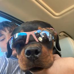 Rottweiler Puppies from Von Haus of Pearl