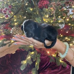 Lenny - Black male Bernedoodle puppy in Yuba City, California from Ranch House Doodles