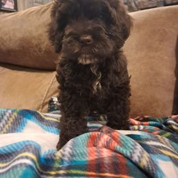 Girl 1 - Cockapoo puppy from Ouachita River Cockapoos