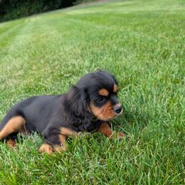 Casper - Black and tan male Cavalier King Charles Spaniel puppy in New Holland, Pennsylvania from Mountain Breeze Puppies