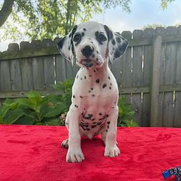 Boy 2 - male Dalmatian puppy in Decatur, Alabama from Hollytree Dalmatians