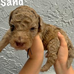 Sand - Merle male Goldendoodle puppy in Atlantic Beach, Florida from Glamorous Golden Doodles