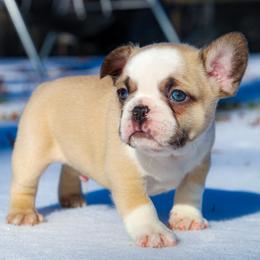 Gumbo - Fawn and white male French Bulldog puppy in Star City, Arkansas from T4 Farms