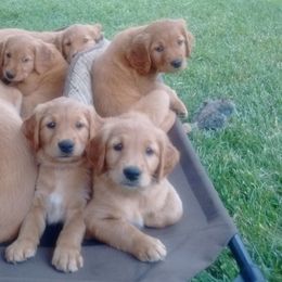 Golden Retriever Puppies from Benjamin Irving Goldens