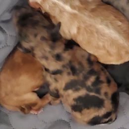 Boy 2 - male Whoodle puppy in Tomball, Texas from Texas Puppy Dreams LLC dba Whoodles and Co.