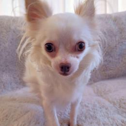 Ruthy - Chihuahua