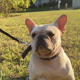 Snow - French Bulldog