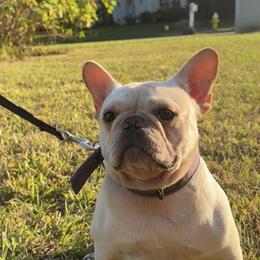 Snow - French Bulldog