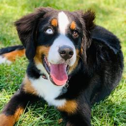 Mia - Bernese Mountain Dog