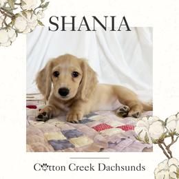 Girl 2 - female Dachshund puppy in Jenks, Oklahoma from Cotton Creek Dachshunds