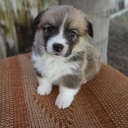 Female 2 Skittles - Sable female Pembroke Welsh Corgi puppy in Bakersfield, California from Kern River Corgis