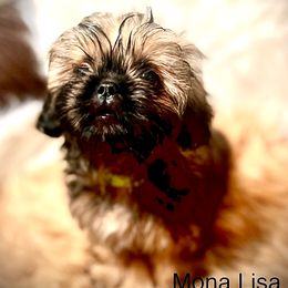 Shih Tzu Puppies from LowCol Ranch
