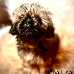 Shih Tzu Puppies from LowCol Ranch