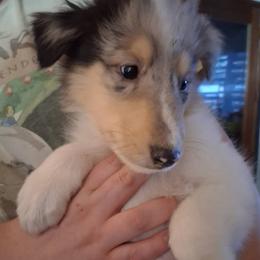 Harley - Blue merle and white male Collie puppy in New Mexico from Red Canyon