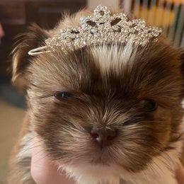 Shih Tzu Puppies from Precious Tzu Crew