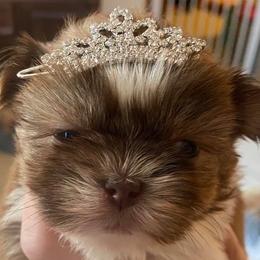Shih Tzu Puppies from Precious Tzu Crew