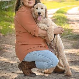 Moose - Apricot male Goldendoodle puppy in Seffner, Florida from Gold Diamond Pup